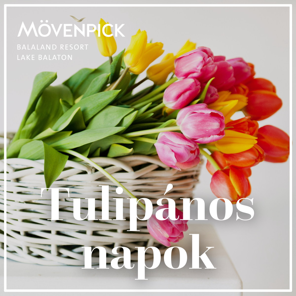 Tulip harvest days at BalaLand
